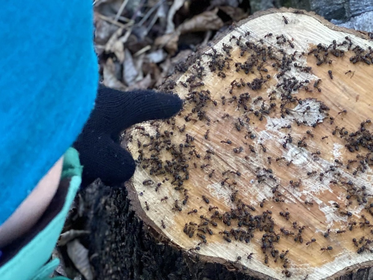 På sporet av&nbsp;vår